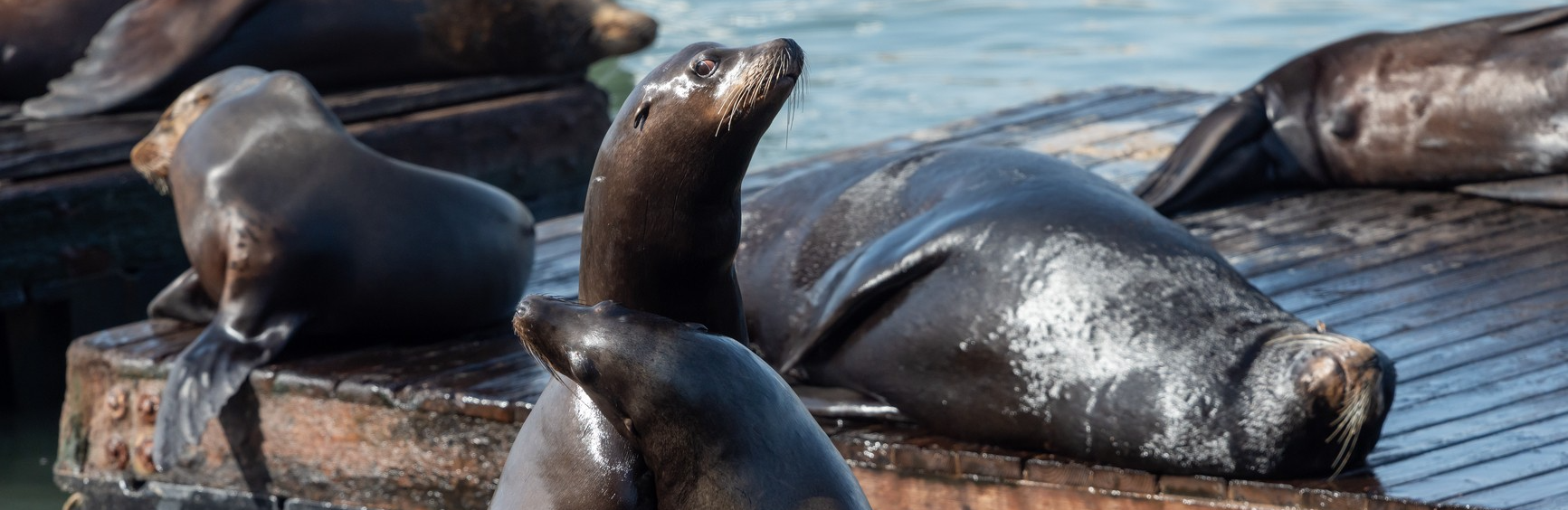A group of sea lions lounging on wood platforms